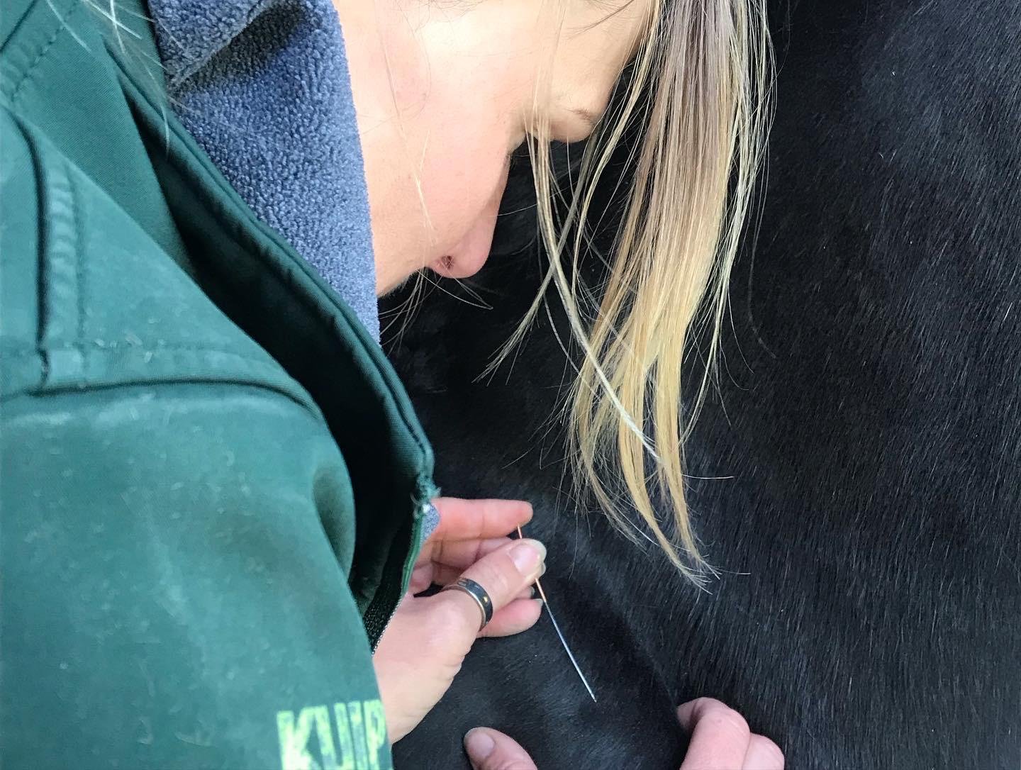 Dry Needling hevoselle