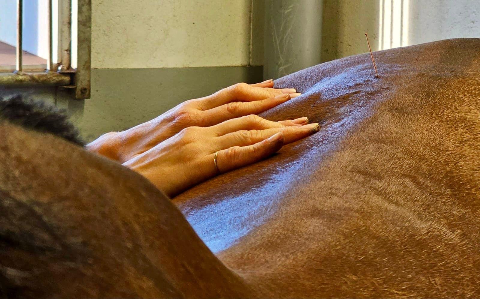 Hevosesi hyvinvoinnin tukena